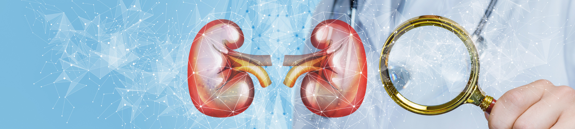 Kidney visual data 6